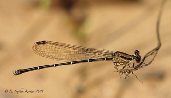 Argia tibialis, female